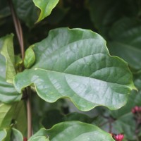 Clerodendrum splendens G.Don